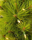 1,80m - Árbol de Navidad verde de pino de Monterey con ramas largas, soporte de metal y micro LED de colores integrados